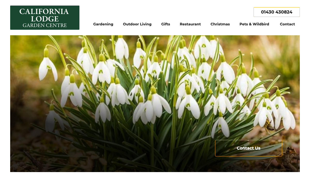 CALIFORNIA LODGE GARDEN CENTRE LTD website preview