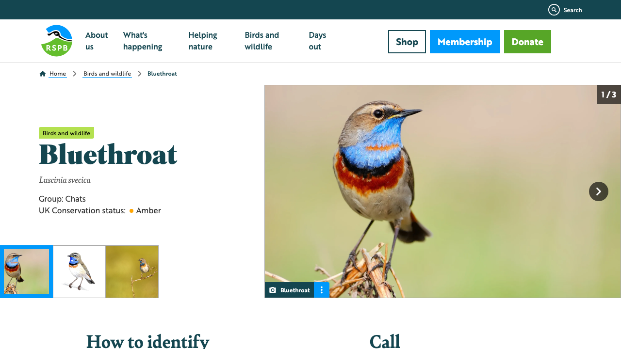BLUETHROAT LTD website preview